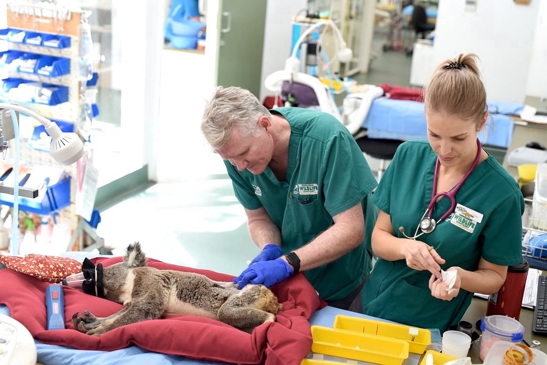 Physician staff in a surgery for a dog
